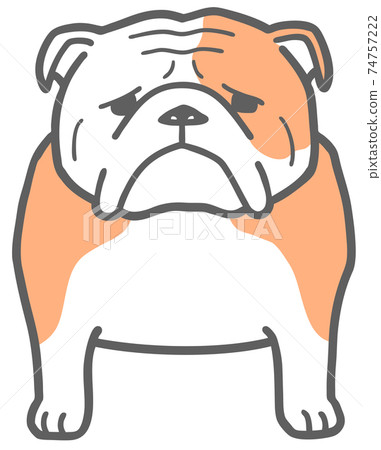 Illustration of a bulldog facing the front 74757222