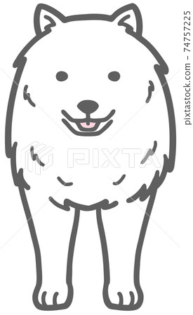Illustration of a Samoyed dog facing the front 74757225