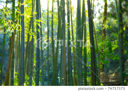 竹林 竹林 74757373