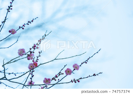 從現在開始梅花盛開 從現在開始梅花盛開 74757374