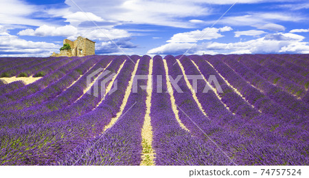 blooming violet feelds of lavander in Provance, France blooming violet feelds of lavander in Provance, France 74757524