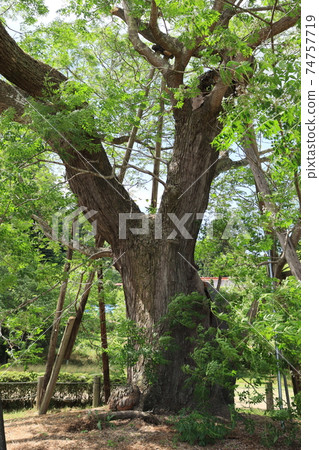The trunk of a Chinese berry tree The trunk of a Chinese berry tree 74757719