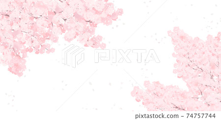 Illustration of cherry blossoms in full bloom_Background material of spring image Illustration of cherry blossoms in full bloom_Background material of spring image 74757744