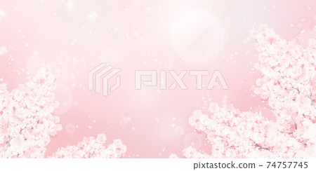 Illustration of cherry blossoms in full bloom_Background material of spring image Illustration of cherry blossoms in full bloom_Background material of spring image 74757745