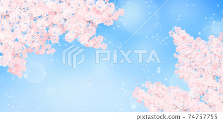 Illustration of cherry blossoms in full bloom and blue sky_Background material of spring image 74757755