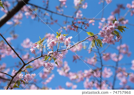 臨世之森公園的河津櫻花（葉櫻花） 74757968