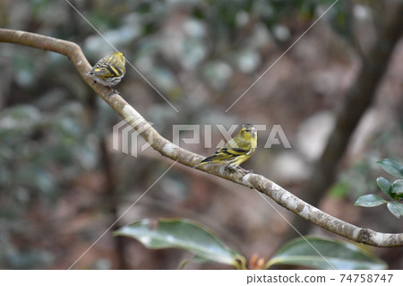 襯裡siskin 74758747