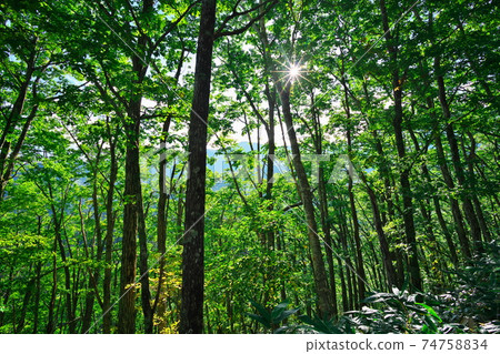 Mitake Reiho Line深綠色的美林 74758834