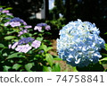 hydrangea   74758841