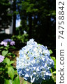 hydrangea   74758842