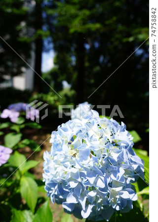 hydrangea   74758842