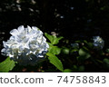 hydrangea   74758843