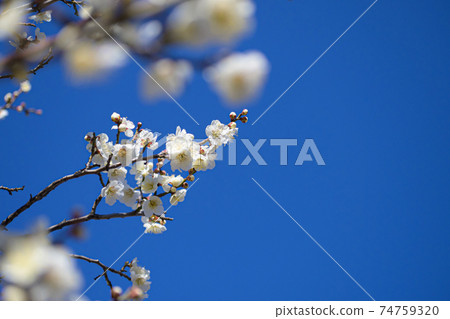 梅花白卡加 梅花白卡加 74759320