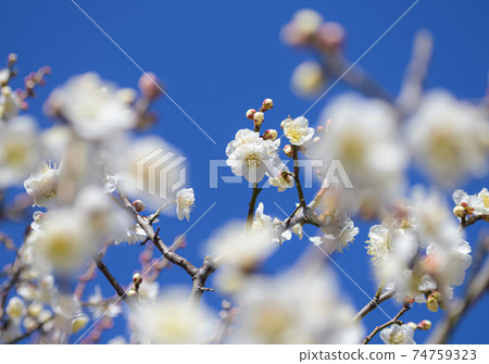 梅花白卡加 梅花白卡加 74759323