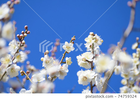 梅花白卡加 梅花白卡加 74759324