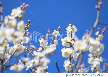 梅花白卡加 梅花白卡加 74759325