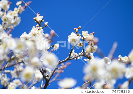 Plum blossoms white Kaga Plum blossoms white Kaga 74759326