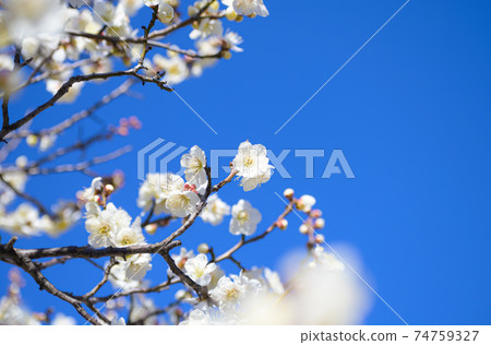 梅花白卡加 梅花白卡加 74759327