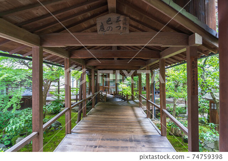 本坡寺三葉之花 本坡寺三葉之花 74759398