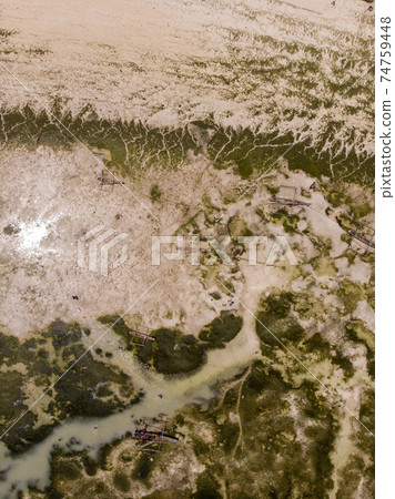 Aerial shot of Underwater seagrass Sea weed on a Low Tide. Sea Bottom Surface Overgrown With Sea Weed in Jambiani, Zanzibar, Tanzania Aerial shot of Underwater seagrass Sea weed on a Low Tide. Sea Bottom Surface Overgrown With Sea Weed in Jambiani, Zanzibar, Tanzania 74759448
