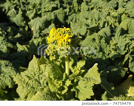Cold blooming flower vegetables that have begun to bloom 74759479