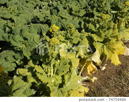 Cold blooming flower vegetables that have begun to bloom 74759480