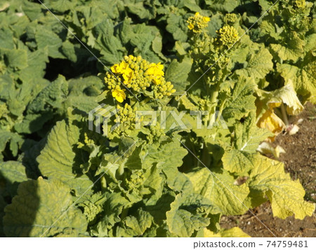 開始開花的冷開花花蔬菜 74759481