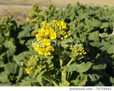開始開花的冷開花花蔬菜 開始開花的冷開花花蔬菜 74759482