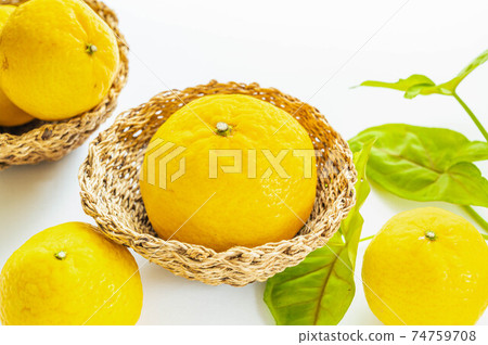 春天橘子小春 74759708