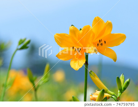 Nikko Kisuge day lily 74759795