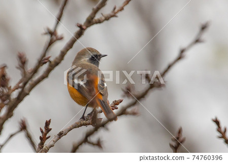 可愛的冬季鳥類達里安Redstart 可愛的冬季鳥類達里安Redstart 74760396