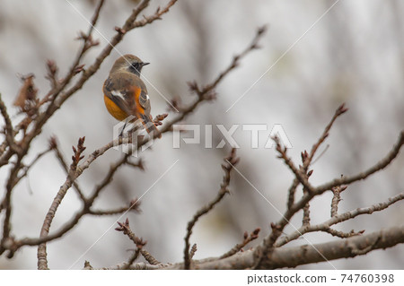 可愛的冬季鳥類達里安Redstart 可愛的冬季鳥類達里安Redstart 74760398