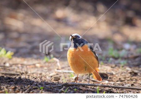 Adorable winter bird Daurian Redstart Adorable winter bird Daurian Redstart 74760426