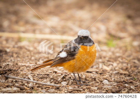 可愛的冬季鳥類達里安Redstart 可愛的冬季鳥類達里安Redstart 74760428