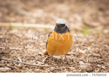 可愛的冬季鳥類達里安Redstart 可愛的冬季鳥類達里安Redstart 74760430