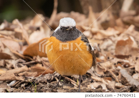 可愛的冬季鳥類達里安Redstart 可愛的冬季鳥類達里安Redstart 74760431