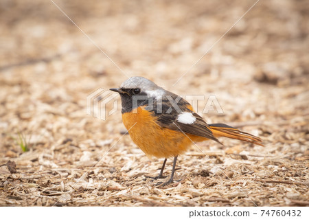 可愛的冬季鳥類達里安Redstart 可愛的冬季鳥類達里安Redstart 74760432