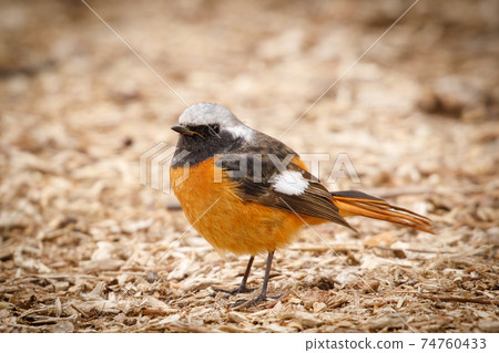 可愛的冬季鳥類達里安Redstart 可愛的冬季鳥類達里安Redstart 74760433