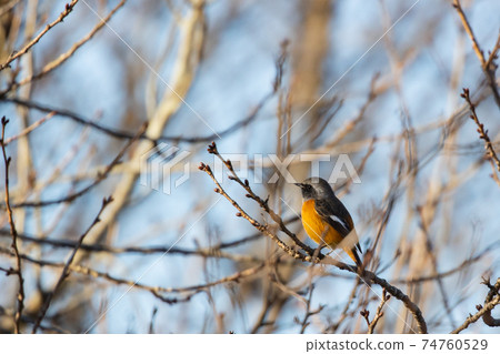 Adorable winter bird Daurian Redstart Adorable winter bird Daurian Redstart 74760529