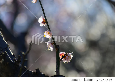 Plum blossom at Uguisuku Plum blossom at Uguisuku 74760546