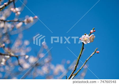 Plum blossom at Uguisuku Plum blossom at Uguisuku 74760548