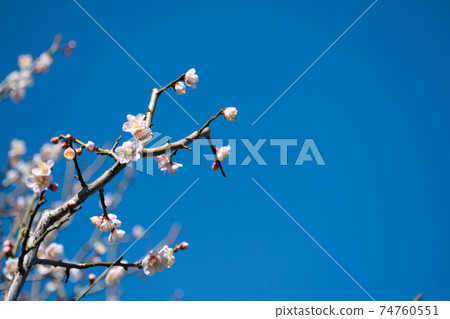 Plum blossom at Uguisuku Plum blossom at Uguisuku 74760551