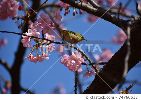 Kawazu cherry tree and mezzo 74760618