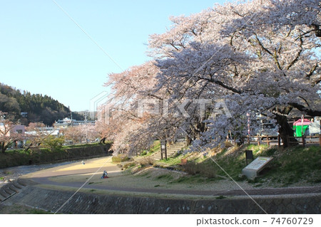 Under the blue sky, a row of cherry blossom trees and the Kitasu River 74760729