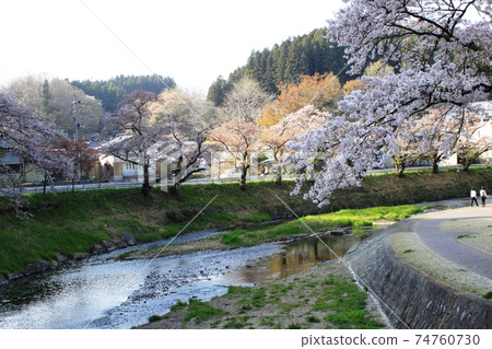 在藍天下,一排櫻花樹和北須河 在藍天下,一排櫻花樹和北須河 74760730