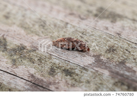 Haruno Chibi Minoga larva? Haruno Chibi Minoga larva? 74760780