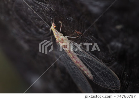 Overwintering color lacewing Overwintering color lacewing 74760787