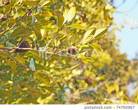 Distylium racemosum of the witch hazel family with irregularly shaped galls 74760867