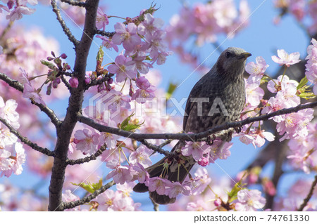 Brown eared bulbul and cherry blossoms 74761330