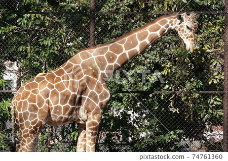 長頸鹿〜野山動物園〜 74761360
